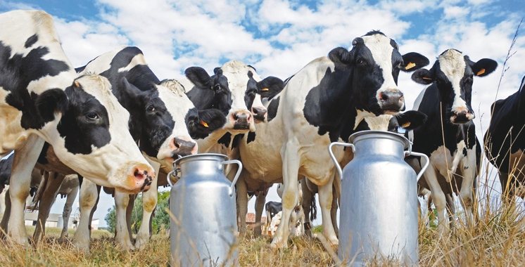 Filière lait : Henni veut plus d'investissements dans la collecte
