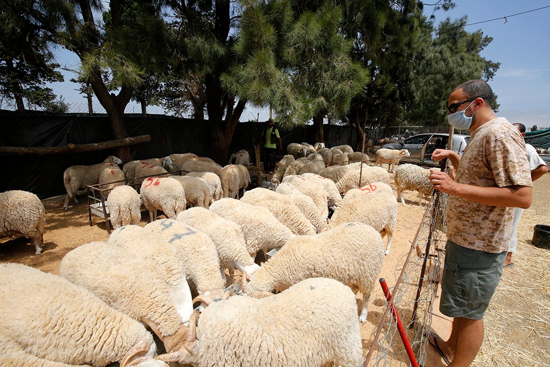 Aïd El Adha marchés Rahma bétail