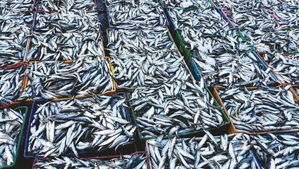 La pêcherie, Alger : La sardine à 250 DA/kg, les citoyens apprécient, les vendeurs pas du tout