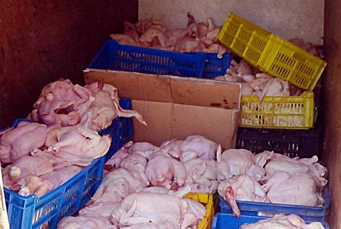 4,5 quintaux de viande blanche avariée saisis à Oran