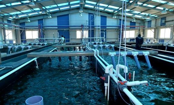 L'aquaculture se développe en Algérie : Objectif 150.000 tonnes à l'horizon 2035