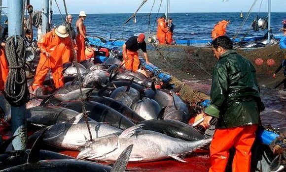 L’Algérie a pêché a totalité de son quota de thon rouge (ministre)