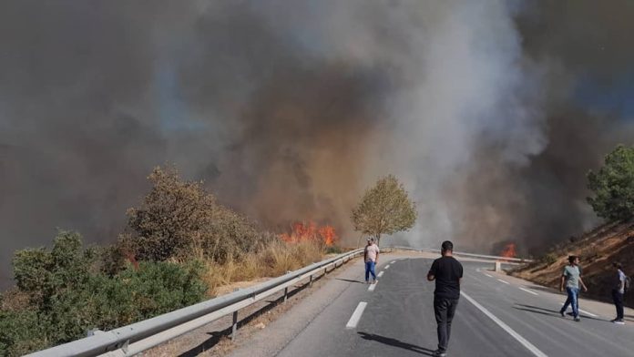 Feux de forêt : Important incendie en cours à Bouira