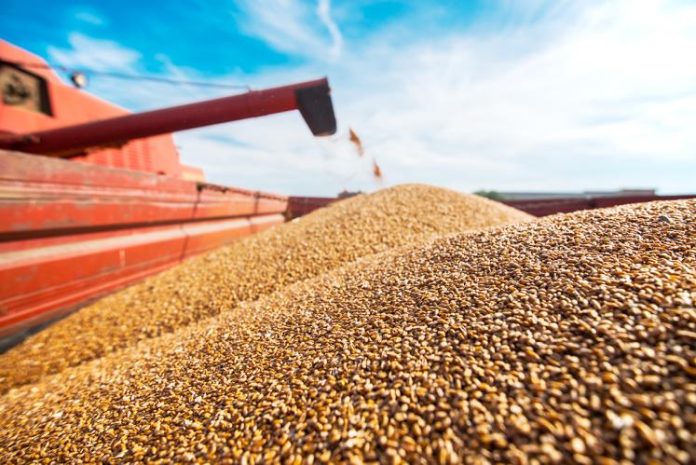 Les importations algériennes de blé russe pourraient atteindre 2,5 millions de tonnes d'ici juin 2024