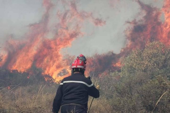 Feux de forêt : 18 incendies maitrisés en 24h