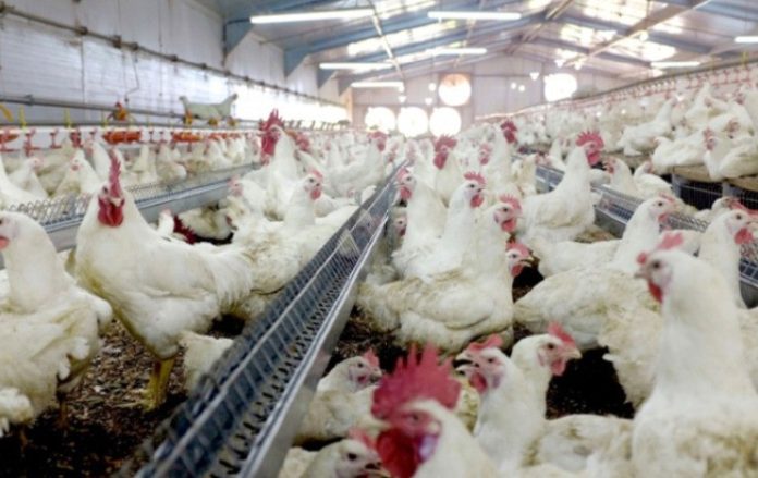 Le président du CNIFA réagit à l'importation du poulet brésilien : «Il ne faut pas négliger la production locale»
