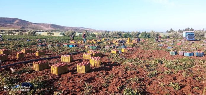 La récolte des pommes de terre s’intensifie à Mostaganem