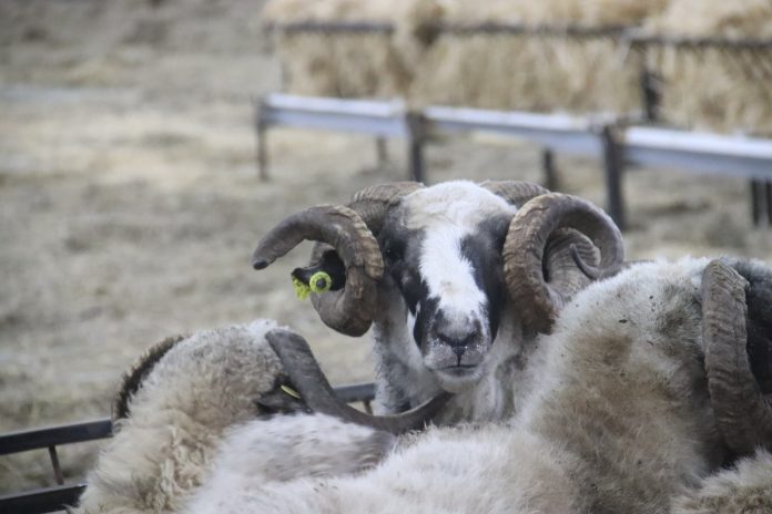 Vente des moutons importés : L’ALVIAR fait une annonce importante