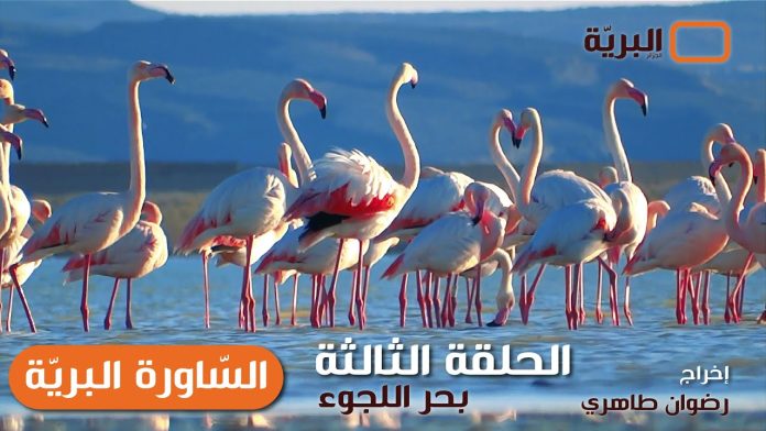 Projection du film documentaire «La Saoura, un trésor naturel et culturel»